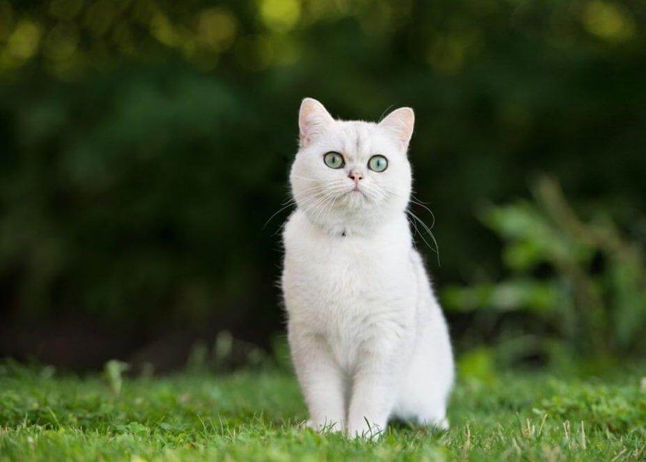 Mơ thấy mèo trắng điềm báo gì? Mơ thấy mèo trắng đánh con gì?